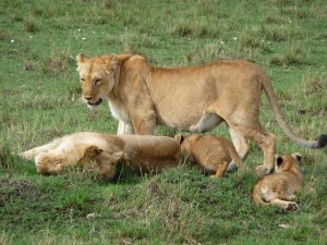 Lion family Manya Africa Tours | Uganda & Rwanda Safaris Tours Experience is Better Than Being Told Manya Africa Tours Ltd (MAT) is a privately owned and fully registered travel company providing exclusive packages and tailor-made arrangements to Africa, especially to East Africa Uganda, Kenya, Rwanda, Congo , beach, destinations, tour and travel, accommodation, tourism, packages Plot 3, Lubobo Close, Muyenga Kampala, Uganda info@new.manyaafricatours.com +256 775 554791 +49 176 83395678