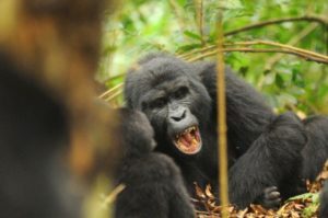 Gorilla Tracking or Habituation. 10-300x199