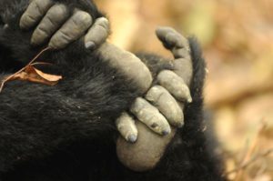 Gorilla Tracking or Habituation. 14-300x199