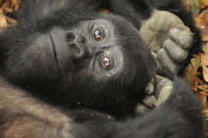 Gorilla Tracking or Habituation. 17-300x199