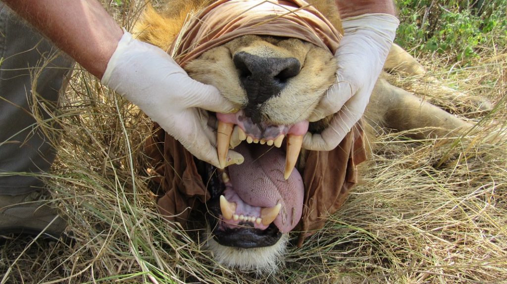 Achtung! Uganda Carnivores - 2019 Manya Africa Tours | Uganda & Rwanda Safaris Tours Experience is Better Than Being Told Manya Africa Tours Ltd (MAT) is a privately owned and fully registered travel company providing exclusive packages and tailor-made arrangements to Africa, especially to East Africa Uganda, Kenya, Rwanda, Congo , beach, destinations, tour and travel, accommodation, tourism, packages Plot 3, Lubobo Close, Muyenga Kampala, Uganda info@new.manyaafricatours.com +256 775 554791