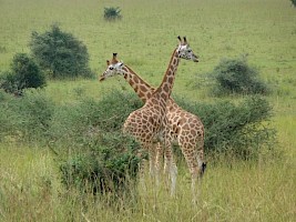 13 Day Best of Uganda, Tanzania and Zanzibar LUXURY