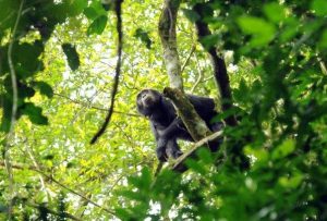 6 Days Special Chimpanzees and Gorillas in Uganda Budget