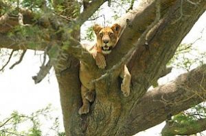 8 Tage Search of Chimpanzees, Tree climbing Lions and Gorillas MID RANGE