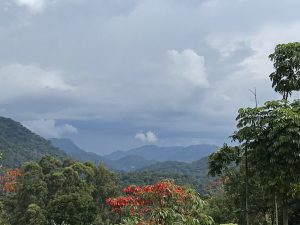 Atemberaubend ist der Anblick des Regenwaldes von Uganda. (Alle Fotos: Jutta Lemcke)