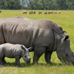 K800_Rhino Wildlife Big 5 Manya Africa Tours | Uganda & Rwanda Safaris Tours Experience is Better Than Being Told Manya Africa Tours Ltd (MAT) is a privately owned and fully registered travel company providing exclusive packages and tailor-made arrangements to Africa, especially to East Africa Uganda, Kenya, Rwanda, Congo , beach, destinations, tour and travel, accommodation, tourism, packages Plot 3, Lubobo Close, Muyenga Kampala, Uganda info@new.manyaafricatours.com +256 775 554791