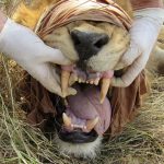 Achtung! Uganda Carnivores - 2019 Experience the big Cats close like never before Predator populations are rapidly declining. We are working hard to save them!