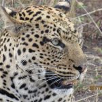 Leopard Uganda Carnivores 2019 Manya Africa Tours | Uganda & Rwanda Safaris Tours Experience is Better Than Being Told Manya Africa Tours Ltd (MAT) is a privately owned and fully registered travel company providing exclusive packages and tailor-made arrangements to Africa, especially to East Africa Uganda, Kenya, Rwanda, Congo , beach, destinations, tour and travel, accommodation, tourism, packages Plot 3, Lubobo Close, Muyenga Kampala, Uganda info@new.manyaafricatours.com +256 775 554791