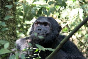 Kibale Forest National Park