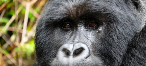 UGANDA – DER BOSS IM DSCHUNGEL