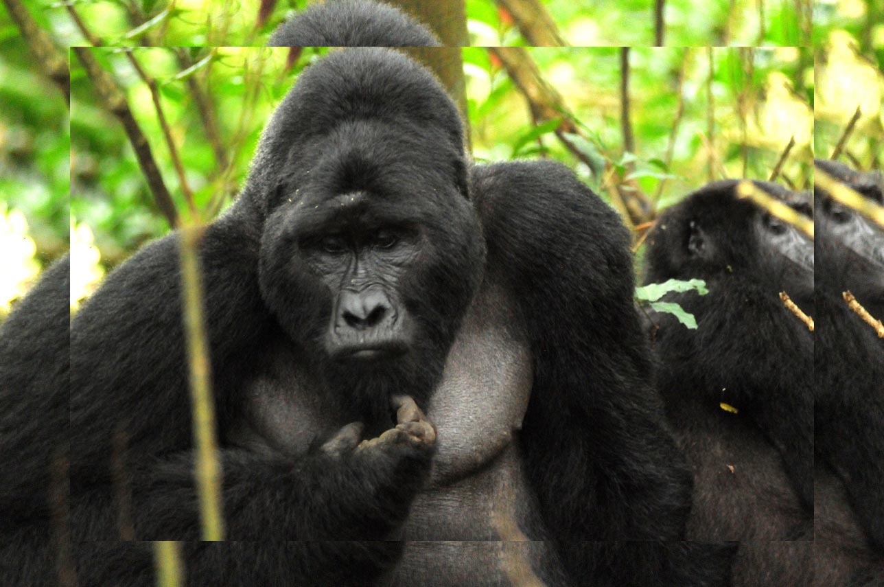 Gorilla Permits increase from July 2020