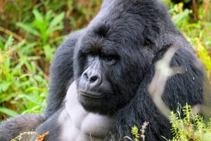 Mgahinga Gorilla National Park