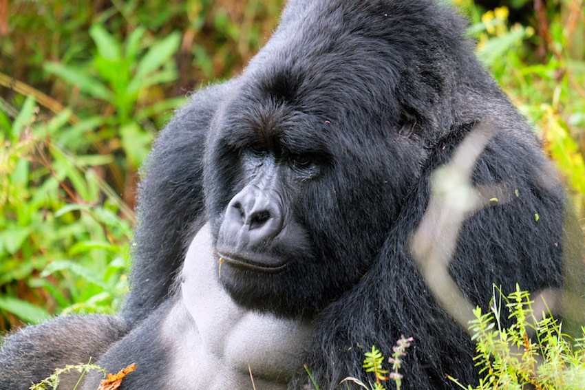 Mgahinga Gorilla National Park