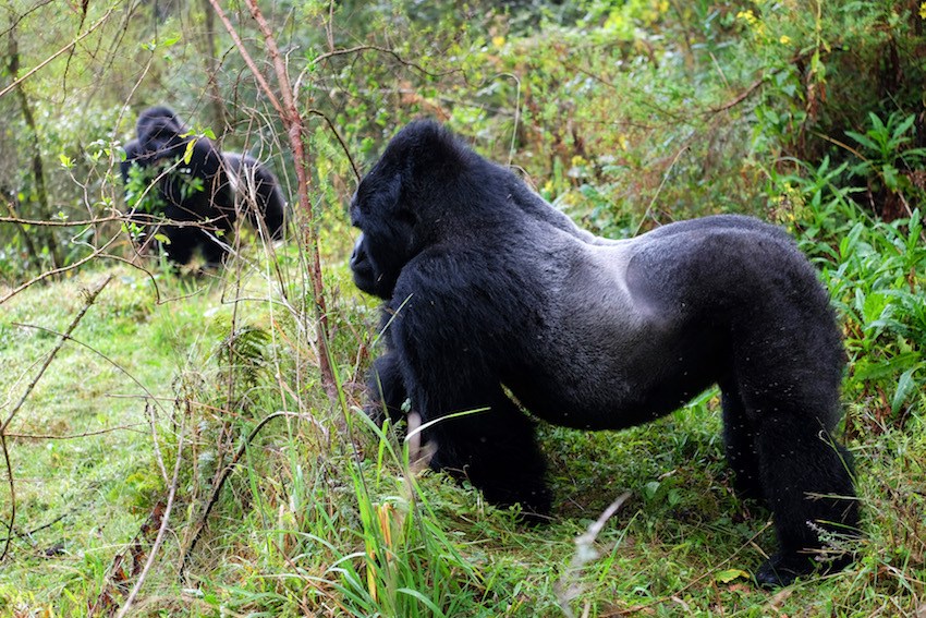 Bwindi Impenetrable National Park