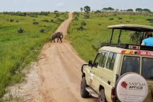 We are looking for Safari Planer and Marketing Assistant