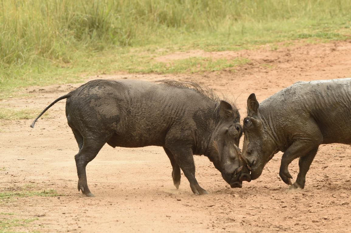 Semuliki National Park