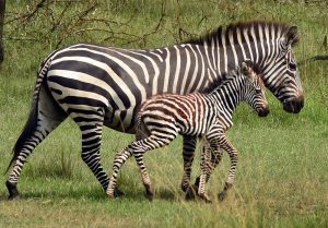 Lake Mburo National Park