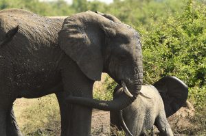Queen Elizabeth National Park
