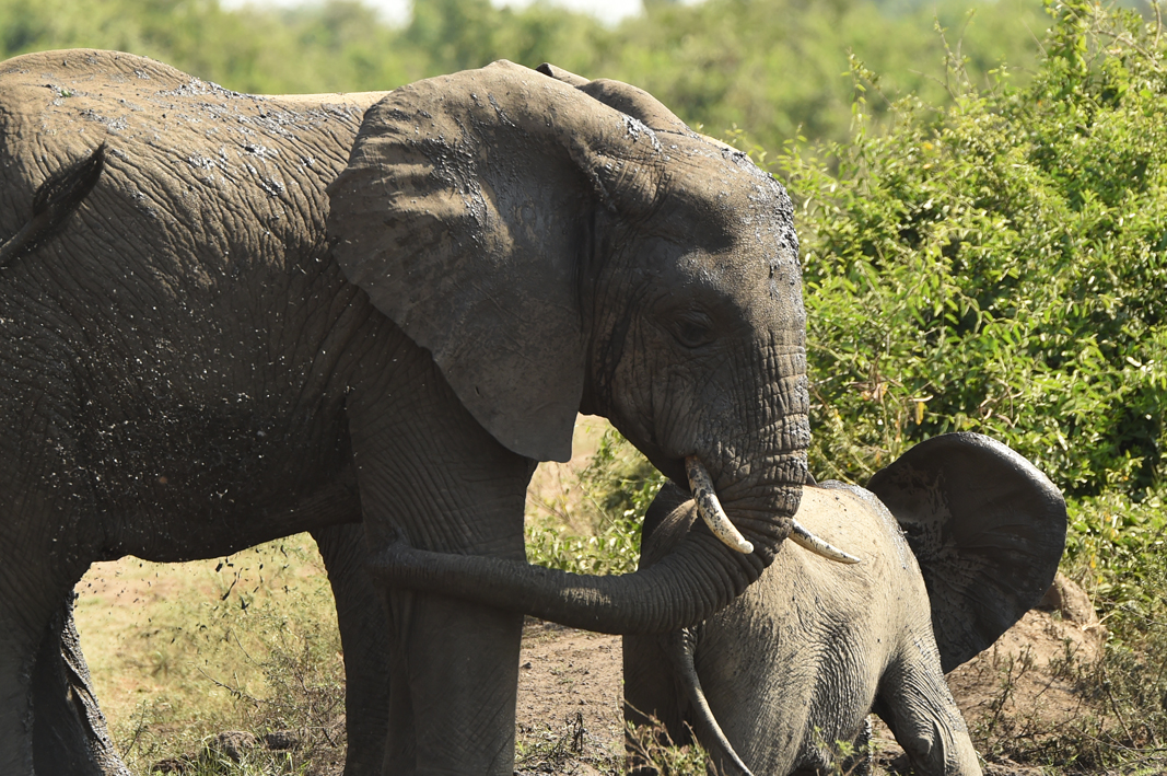 Queen Elizabeth National Park